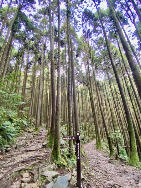 橫嶺山-沙蓮山-笛吹山連走    2022/7/51754683