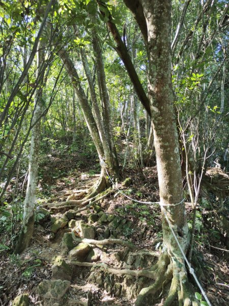 2023.11.04 關西赤柯山 | 赤柯山南峰 | 東獅頭山2490011