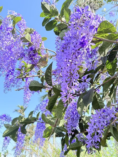 草尾嶺步道血藤花大爆開    2025.3.272748135