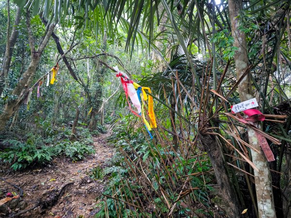 2025-03-08 汶水三山：金童山、汶水山、玉女山 連走2736506