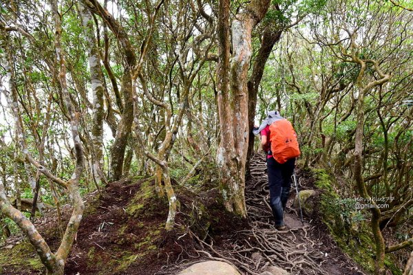 【新竹】北得拉曼步道上內鳥嘴山.探賞冰河孓遺植物--山毛欅