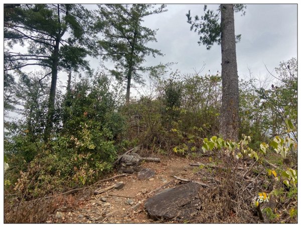 惠蓀林場 杜鵑嶺 O遶一圈3010268