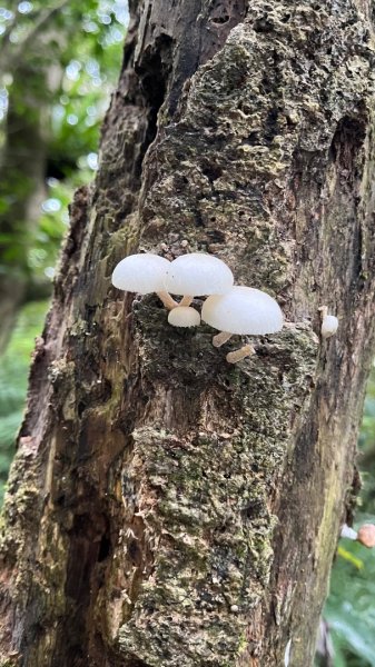 淡水興福寮古道2936242