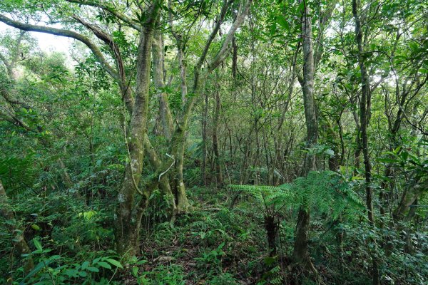 新北 雙溪 溪尾寮山、東柑腳山、柑腳山2581787