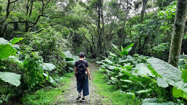 《彰化》玉蘭花香｜赤水崎公園步道及松柏坑山202308062241239