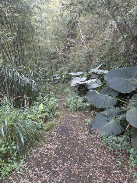 20251122大湖尖山步道(啟登直上第三涼亭)2944518