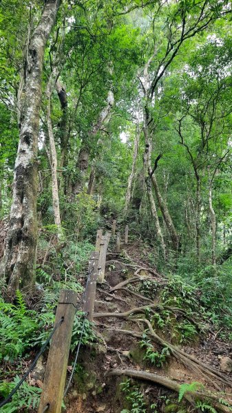 《雲林》望好望角｜石壁山嘉南雲峰步道(中側登山口）202506072805332