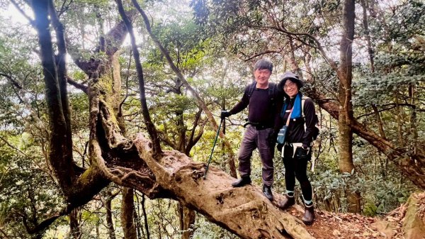 🌈12/28（日）北得拉曼神木+內鳥嘴山✨FB：熊熊趴爬走🌈2971307