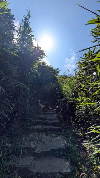 大屯山主峰步道3067621