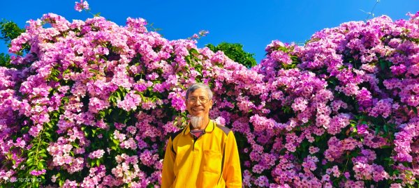 #蒜香藤 #泰山楓樹河濱公園 11/242943666