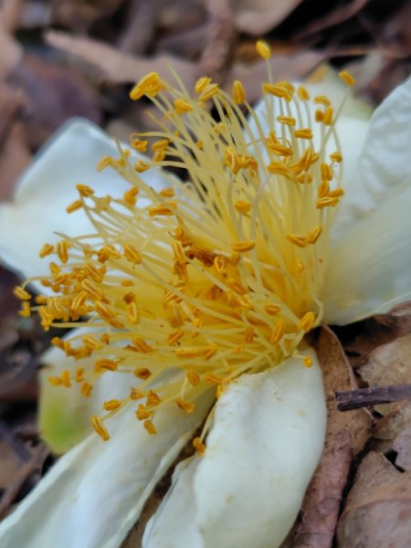 多納六秀 屯子山 安通吊橋2987236