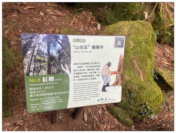 阿里山神木群棧道2771594