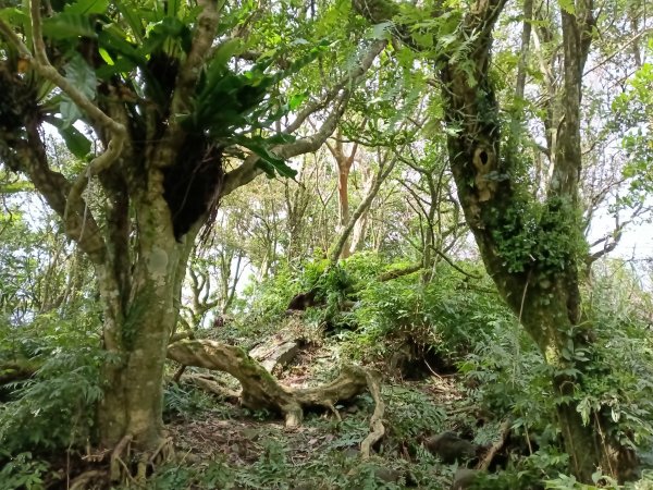 頭城鎮外大溪山+七兄弟山+窖寮山O型3016014