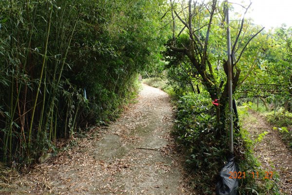 苗栗 大湖 雞冠山(細雞岑山)1528938