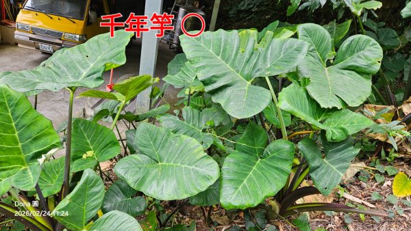 圓通寺烘爐地登山步道大O走3007027