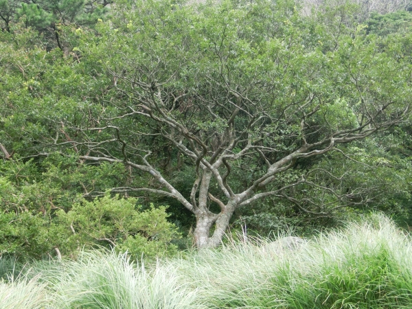 面天山．向天山．向天池94293