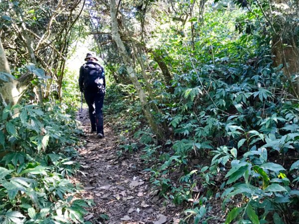 鱈葉根山登山步道524707