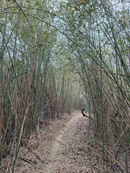 文林古道(鄧雨賢公園起登)202401222696177