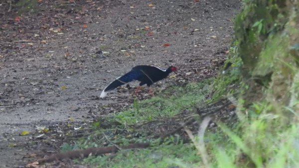 包場槓龜的代價-久違的 #藍腹鷴 公鳥 10/72616250