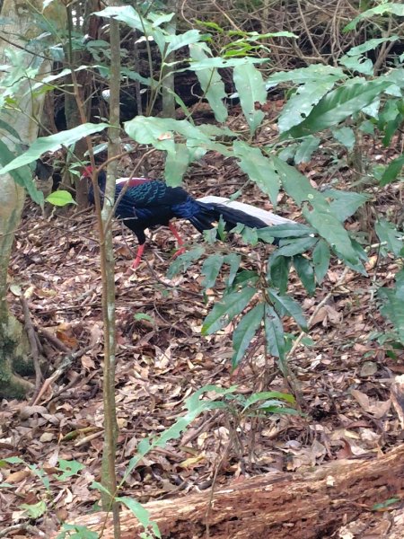 長壽山、肥崠山、醜崠山、大崠山、大崠山經建版2931602