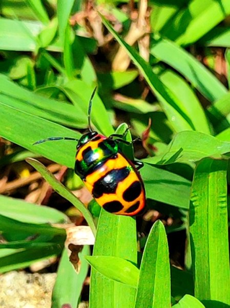 坪頂古圳-荷蘭古道-高頂北五指杏林山-石梯嶺擎天崗3026380