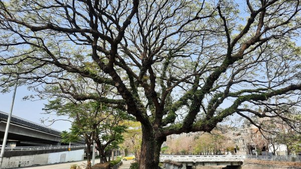 《台中》苦楝樹王｜潮洋溪惠來溪步道生態之旅202303-042124111