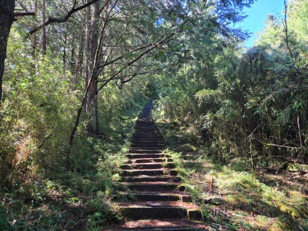 塔塔加步道（大鐵杉登山步道）2883094