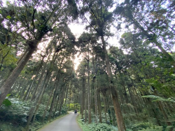 20191109貓仔們之溪頭森林步道探索757200