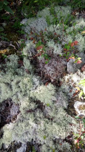 挑戰不可能的任務「羅馬縱走」349571