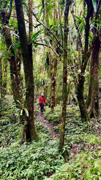 卡保石壁一葉蘭（耘夢谷上逐鹿山下O走）2809573