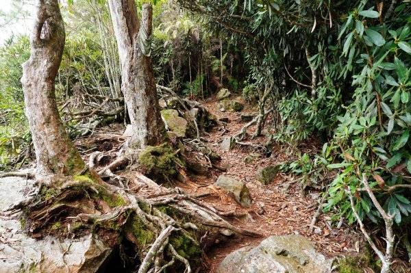 臺中 和平 大崠山、長壽山、醜崠山3028332