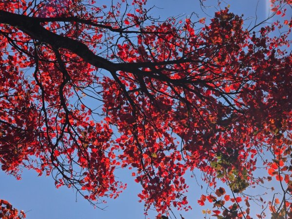 鳶嘴稍來山之楓紅／雲海2974027