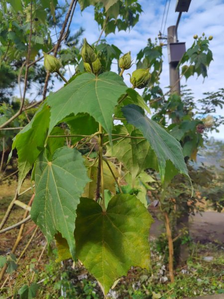 鳳鳴古道 鳳鳴山 南隘勇（南長城）古道 三湖山 八達嶺（龍骨）古道 綠色古道 延平古道2975144