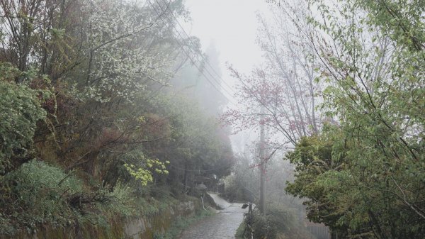 20200310-司馬庫斯神木群步道914319