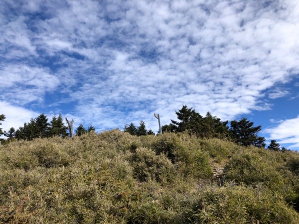 雪山西稜+大安溪神木553217