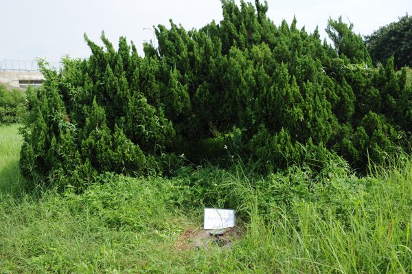 [一等衛星控制點巡禮] 2013_0818_斗南交流道(雲林縣)2169850