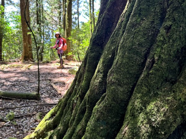 鳶嘴山+稍來神木 202508302873898