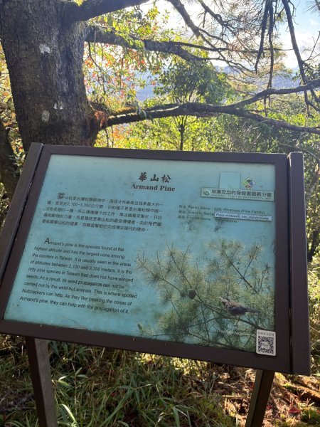 20251225塔山步道(大塔山)2970376