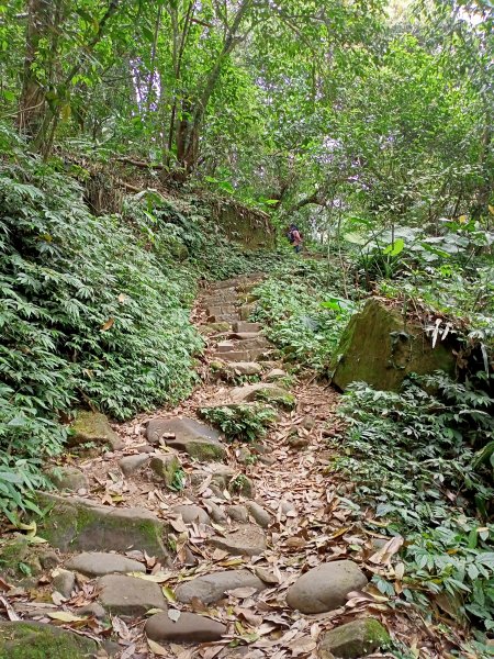 【苗栗-臺灣百大必訪步道】古道縱橫交錯的鳴鳳古道1349051