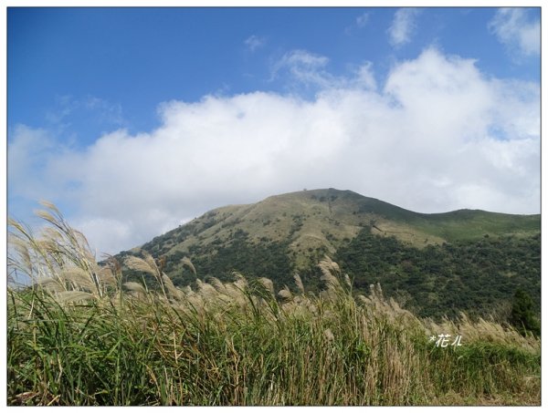 大屯山連峰/芒花734125