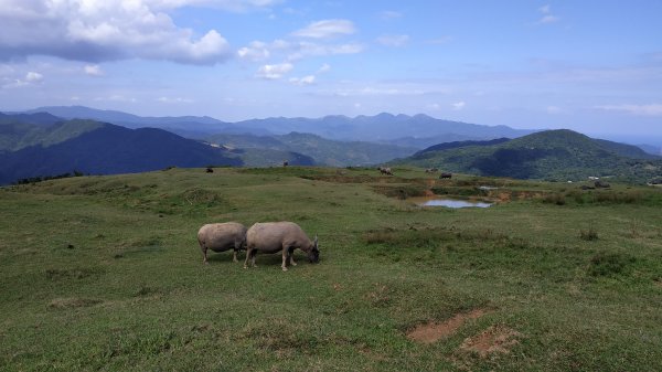 桃源谷+草嶺古道730515