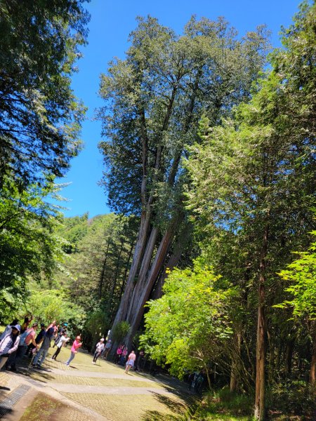 2026-0705-大雪山神木啞口健行3082573