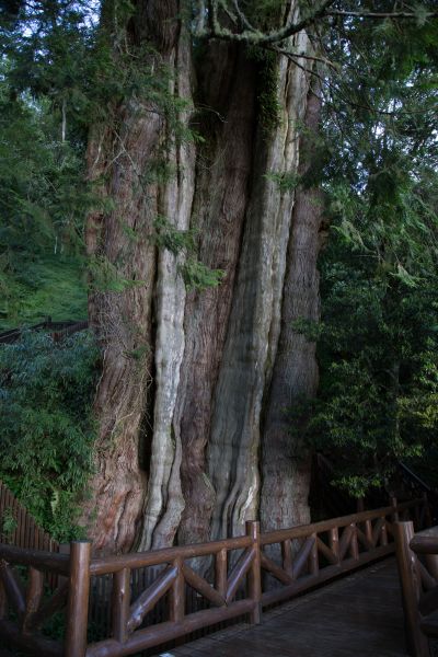 特富野古道、鹿林神木、塔塔加雲海154470