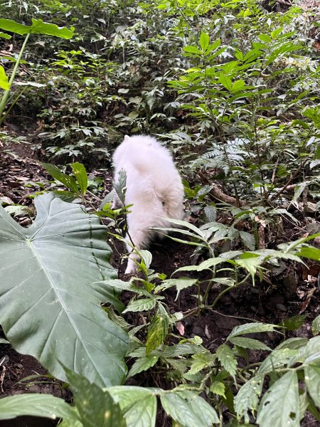 跟銀狐犬一起去蝴蝶谷瀑布找遺失登山杖 2025.12.52956207