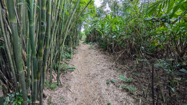 石笋古道,遇見雞母嶺2340703