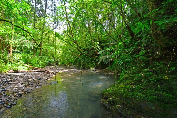 坪溪古道-走進綠色隧道的水地毯1050421