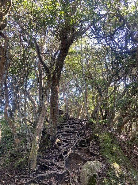 114.11.16 北得拉曼追黃金山毛櫸2937869