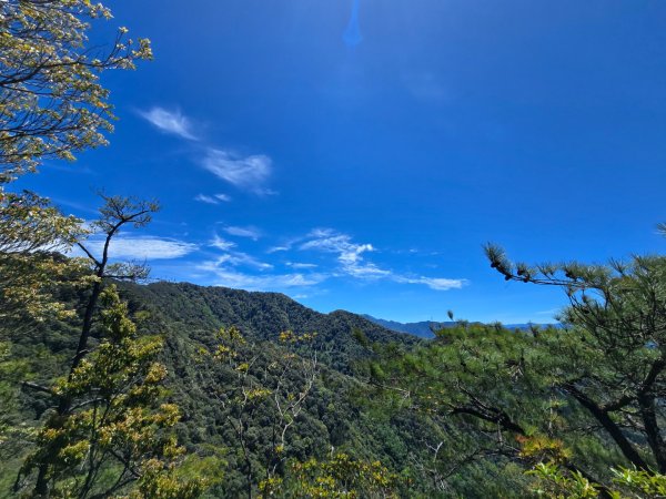 鳶嘴山杜鵑盛開2770219