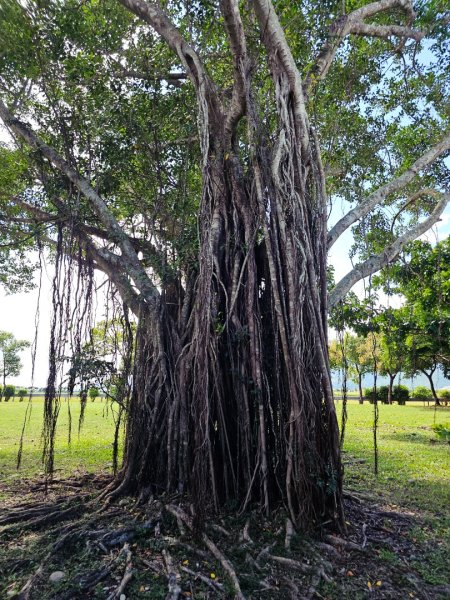 大坡池環潭步道-2025漫遊縱谷愛在花東-台東縣池上鄉2916625
