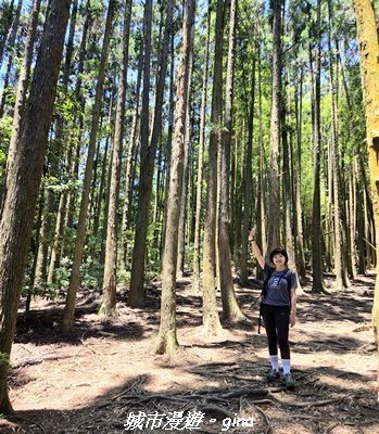 【台中和平】長壽山_肥崠山_山徑3077645